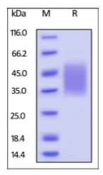 Cynomolgus/Rhesus macaque CD47, His Tag on SDS-PAGE under reducing (R) condition. The gel was stained overnight with Coomassie Blue. The purity of the protein is greater than 95%.